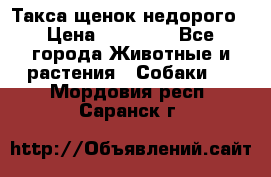 Такса щенок недорого › Цена ­ 15 000 - Все города Животные и растения » Собаки   . Мордовия респ.,Саранск г.